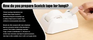 How do you prepare Scotch tape for fungi?